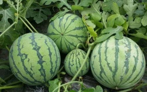 黑料热点吃瓜 国产二区,揭秘娱乐圈幕后黑料与热点事件