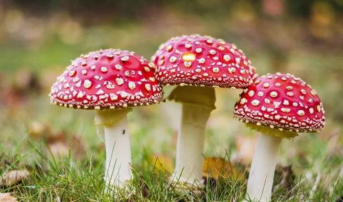 吃瓜曝光黑料155fun蘑菇,吃瓜曝光背后的真相与争议